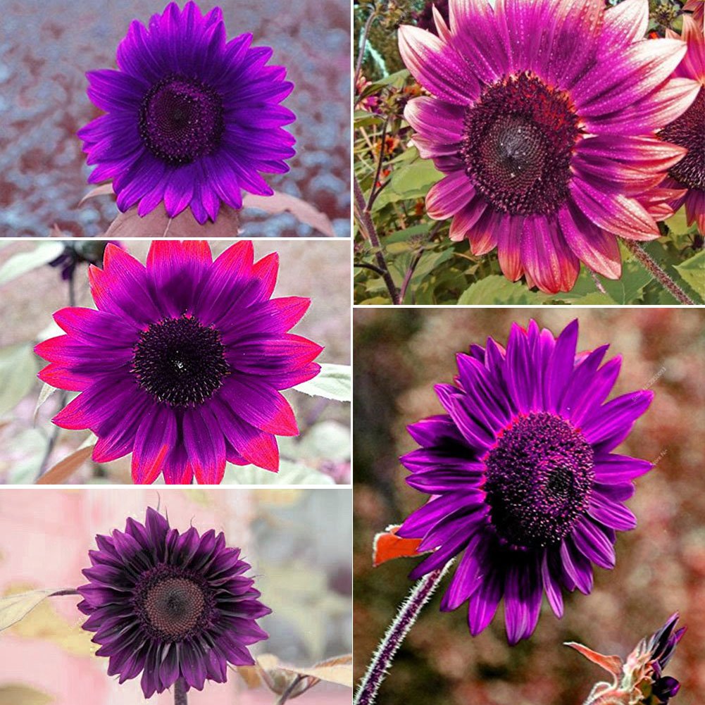 Glamaours 50pcs Purple Rare Sunflower Mixed Seeds Bonsai